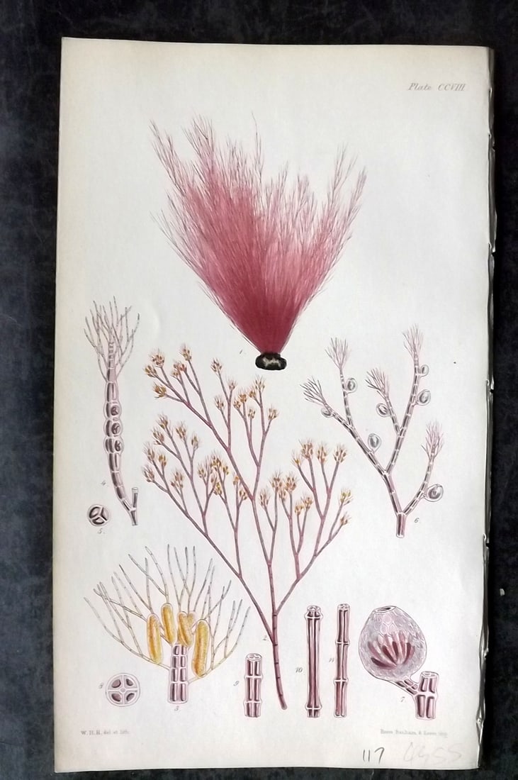 Harvey, William 1846 Hand Col Seaweed Print. Polysiphonia Fibrata 208: Lithograph Published 1846-51, London for "Phycologia Britannica: or a History of British Sea-Weeds" First Edition by William Henry Harvey. Fine hand colour as issued. With accompanying desriptive text