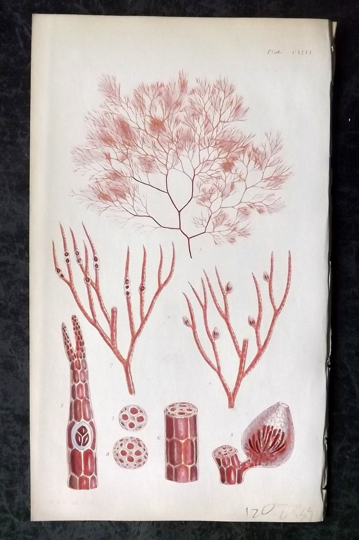 Harvey, William 1846 Hand Col Seaweed Print. Polysiphonia Elongella 146: Lithograph Published 1846-51, London for "Phycologia Britannica: or a History of British Sea-Weeds" First Edition by William Henry Harvey. Fine hand colour as issued. With accompanying desriptive text