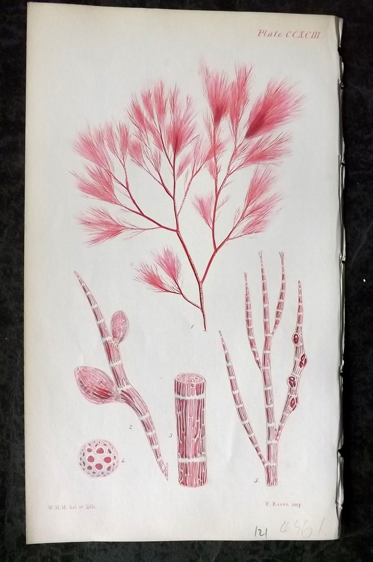 Harvey, William 1846 Hand Col Seaweed Print. Polysiphonia Elongata 293: Lithograph Published 1846-51, London for "Phycologia Britannica: or a History of British Sea-Weeds" First Edition by William Henry Harvey. Fine hand colour as issued. With accompanying desriptive text