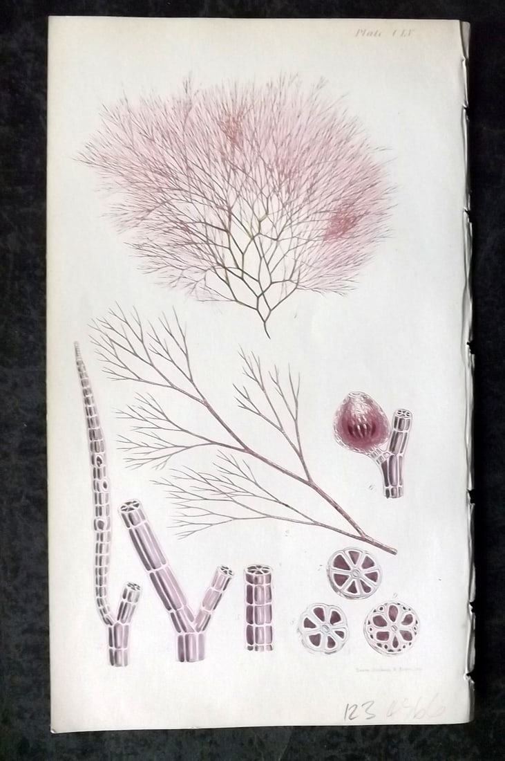 Harvey, William 1846 Hand Col Seaweed Print. Polysiphonia Variegata 155: Lithograph Published 1846-51, London for "Phycologia Britannica: or a History of British Sea-Weeds" First Edition by William Henry Harvey. Fine hand colour as issued. With accompanying desriptive text