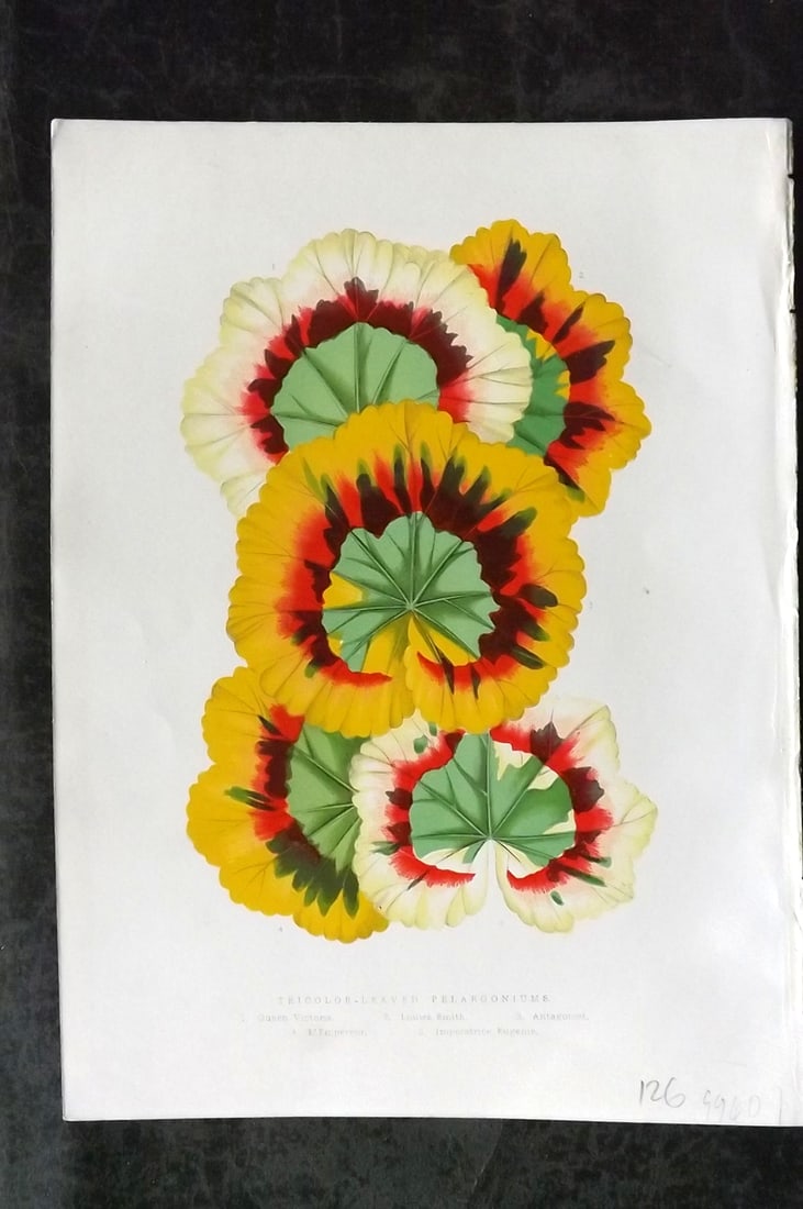 Hibberd, Shirley 1866 Antique Botanical Prints. Tricolor-Leaved Pelargoniums: Color Printed Woodblocks (Some with additional hand color) Published 1866, London for "Greenhouse Favourites?" by Shirley Hibberd. Paper Size: 9.5 x 7 inch (24 x 18cm) Good Condition