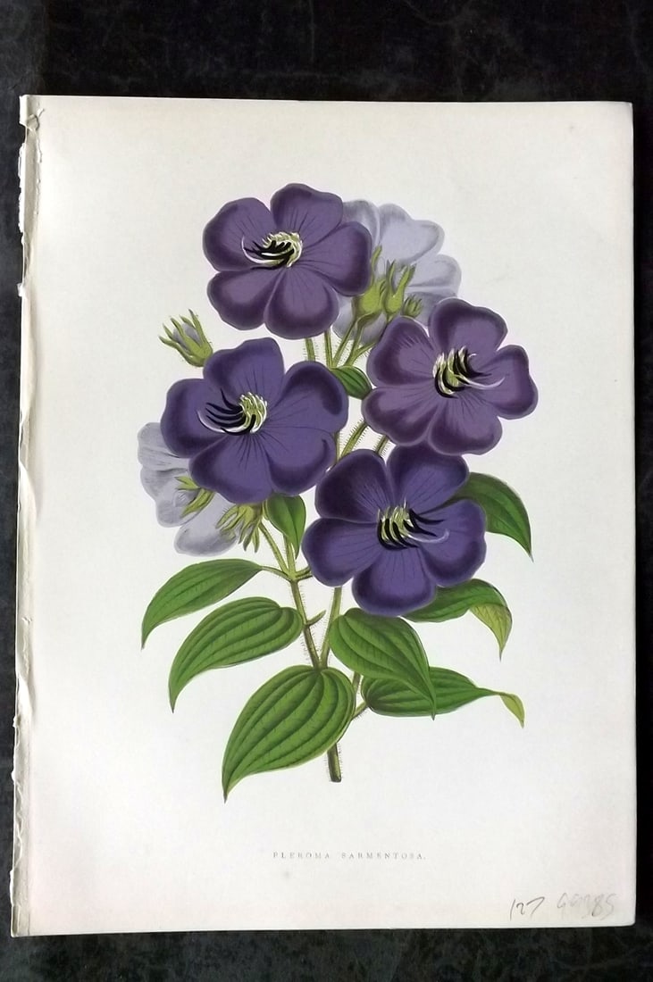 Hibberd, Shirley 1866 Antique Botanical Prints. Pleroma Sarmentosa: Color Printed Woodblocks (Some with additional hand color) Published 1866, London for "Greenhouse Favourites?" by Shirley Hibberd. Paper Size: 9.5 x 7 inch (24 x 18cm) Good Condition