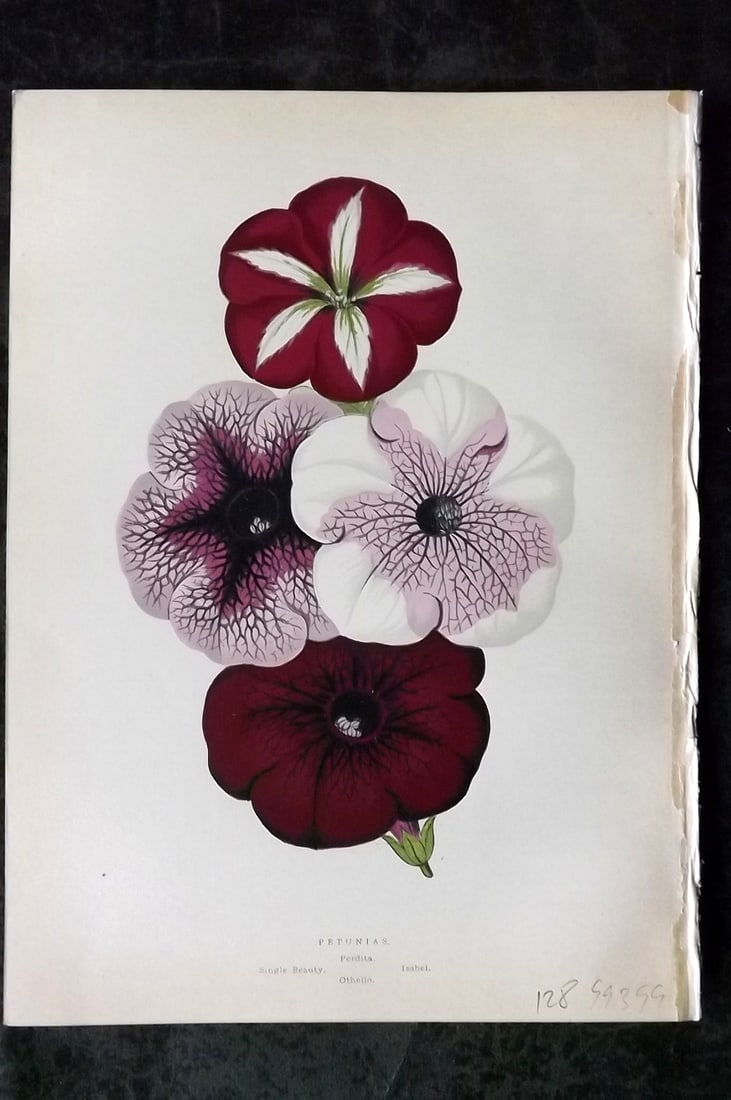 Hibberd, Shirley 1866 Antique Botanical Prints. Petunias: Color Printed Woodblocks (Some with additional hand color) Published 1866, London for "Greenhouse Favourites?" by Shirley Hibberd. Paper Size: 9.5 x 7 inch (24 x 18cm) Good Condition