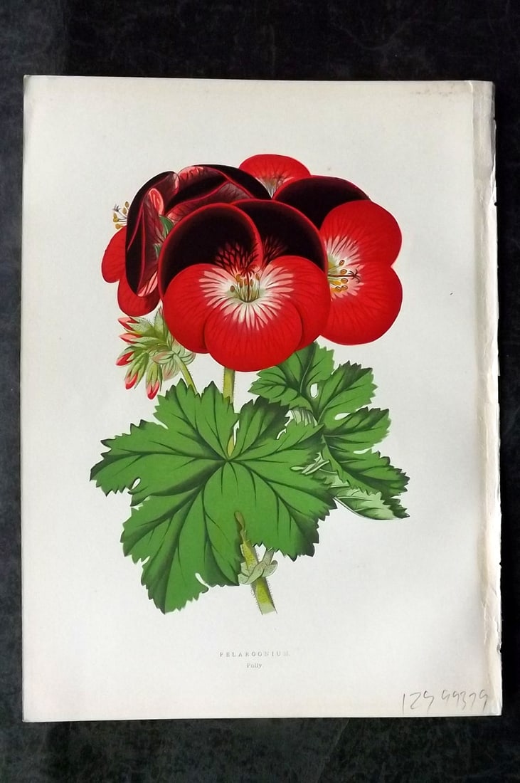 Hibberd, Shirley 1866 Antique Botanical Prints. Pelargonium Polly: Color Printed Woodblocks (Some with additional hand color) Published 1866, London for "Greenhouse Favourites?" by Shirley Hibberd. Paper Size: 9.5 x 7 inch (24 x 18cm) Good Condition