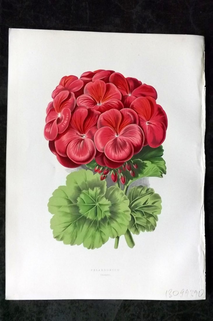 Hibberd, Shirley 1866 Antique Botanical Prints. Pelargonium Imogen: Color Printed Woodblocks (Some with additional hand color) Published 1866, London for "Greenhouse Favourites?" by Shirley Hibberd. Paper Size: 9.5 x 7 inch (24 x 18cm) Good Condition