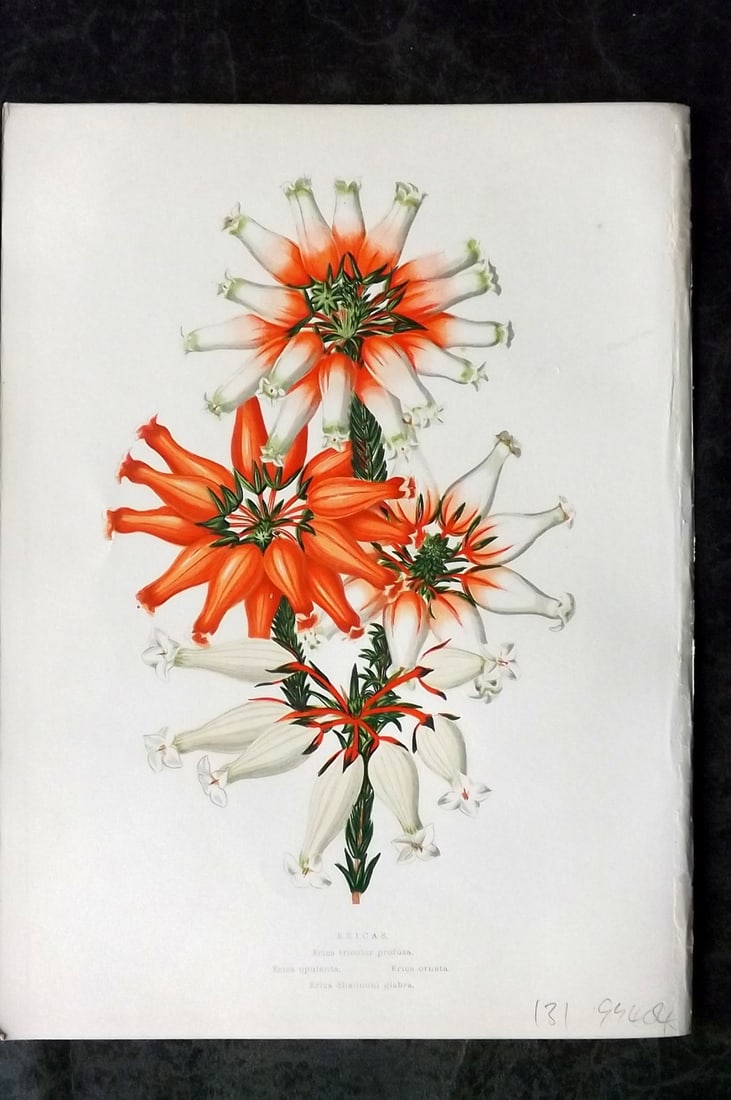 Hibberd, Shirley 1866 Antique Botanical Prints. Ericas: Color Printed Woodblocks (Some with additional hand color) Published 1866, London for "Greenhouse Favourites?" by Shirley Hibberd. Paper Size: 9.5 x 7 inch (24 x 18cm) Good Condition