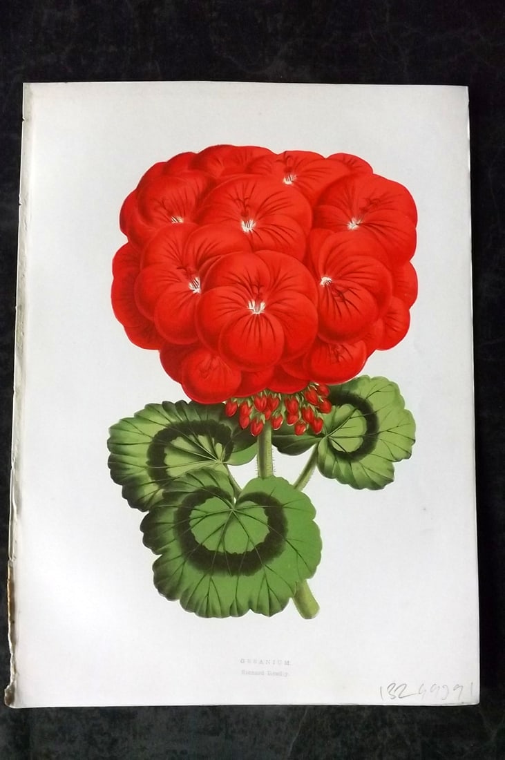 Hibberd, Shirley 1866 Antique Botanical Prints. Geranium: Color Printed Woodblocks (Some with additional hand color) Published 1866, London for "Greenhouse Favourites?" by Shirley Hibberd. Paper Size: 9.5 x 7 inch (24 x 18cm) Good Condition
