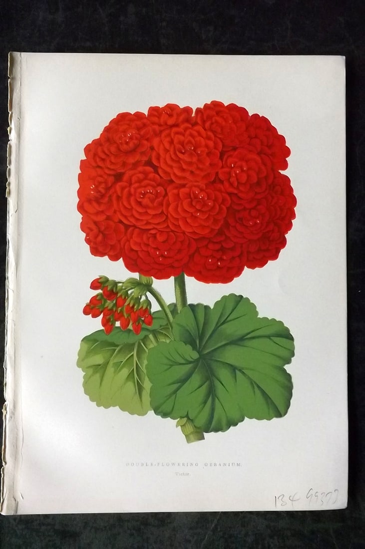 Hibberd, Shirley 1866 Antique Botanical Prints. Double Flowering Geranium: Color Printed Woodblocks (Some with additional hand color) Published 1866, London for "Greenhouse Favourites?" by Shirley Hibberd. Paper Size: 9.5 x 7 inch (24 x 18cm) Good Condition