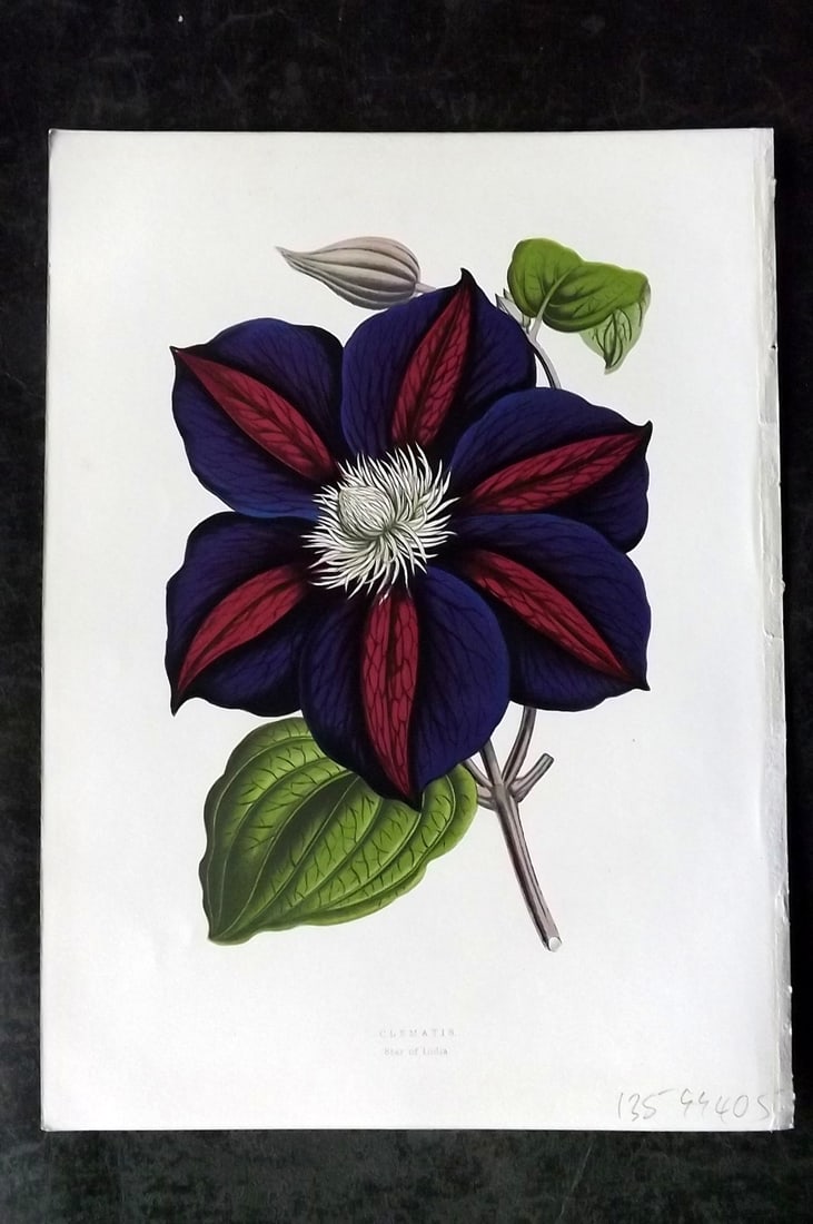 Hibberd, Shirley 1866 Antique Botanical Prints. Clematis: Color Printed Woodblocks (Some with additional hand color) Published 1866, London for "Greenhouse Favourites?" by Shirley Hibberd. Paper Size: 9.5 x 7 inch (24 x 18cm) Good Condition