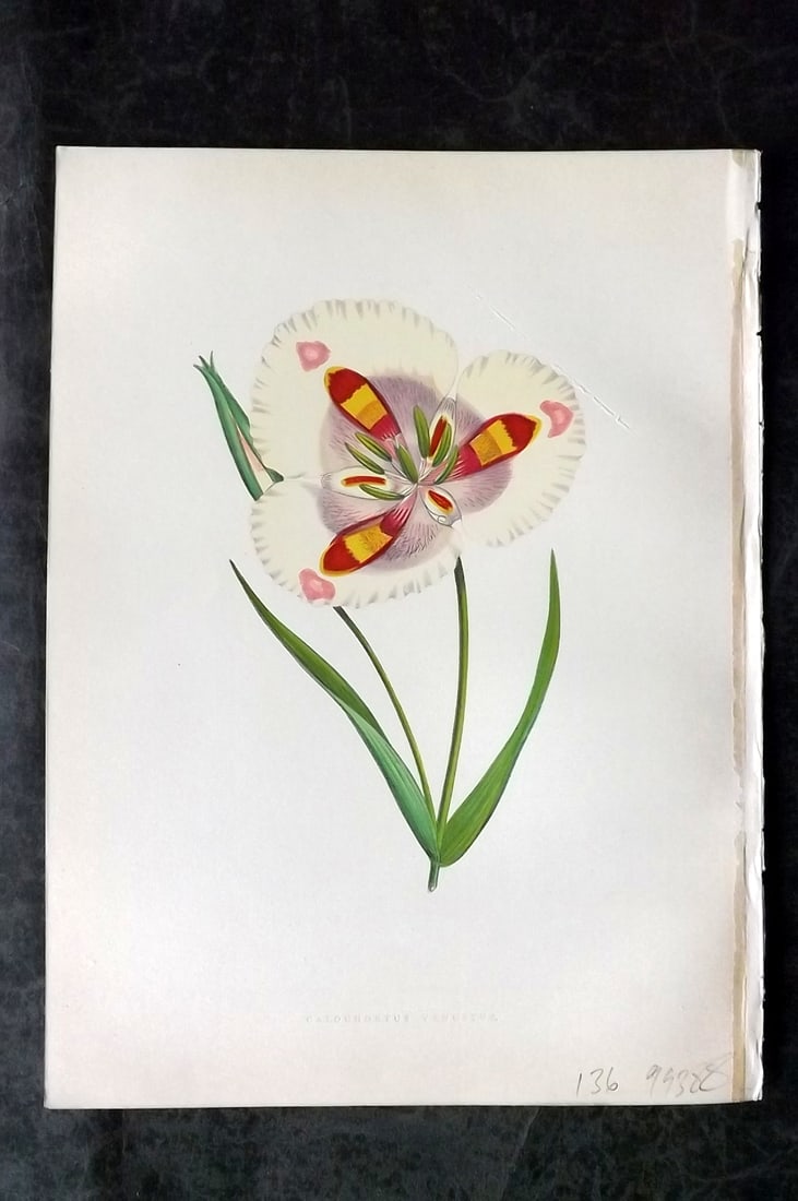 Hibberd, Shirley 1866 Antique Botanical Prints. Calochortus Venustus: Color Printed Woodblocks (Some with additional hand color) Published 1866, London for "Greenhouse Favourites?" by Shirley Hibberd. Paper Size: 9.5 x 7 inch (24 x 18cm) Good Condition