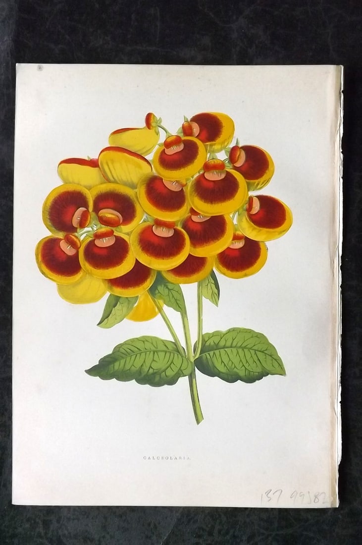 Hibberd, Shirley 1866 Antique Botanical Prints. Calceolaria: Color Printed Woodblocks (Some with additional hand color) Published 1866, London for "Greenhouse Favourites?" by Shirley Hibberd. Paper Size: 9.5 x 7 inch (24 x 18cm) Good Condition