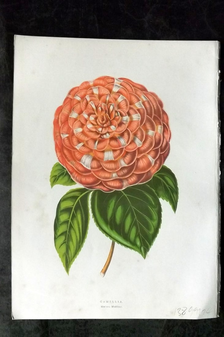 Hibberd, Shirley 1866 Antique Botanical Prints. Camellia: Color Printed Woodblocks (Some with additional hand color) Published 1866, London for "Greenhouse Favourites?" by Shirley Hibberd. Paper Size: 9.5 x 7 inch (24 x 18cm) Very minor margin toning. Good C