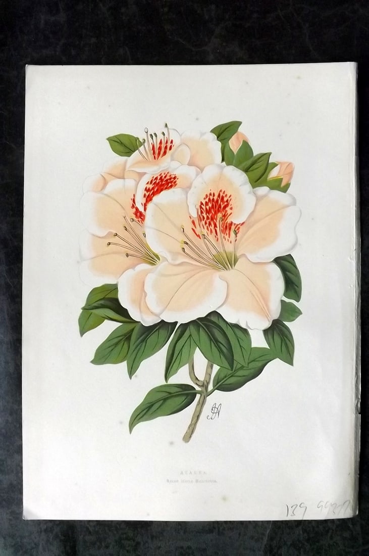 Hibberd, Shirley 1866 Antique Botanical Prints. Azalea: Color Printed Woodblocks (Some with additional hand color) Published 1866, London for "Greenhouse Favourites?" by Shirley Hibberd. Paper Size: 9.5 x 7 inch (24 x 18cm) Very minor margin toning. Good C