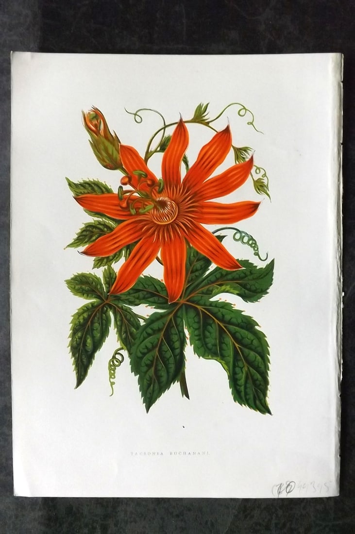 Hibberd, Shirley 1866 Antique Botanical Prints. Tacsonia Buchanani: Color Printed Woodblocks (Some with additional hand color) Published 1866, London for "Greenhouse Favourites?" by Shirley Hibberd. Paper Size: 9.5 x 7 inch (24 x 18cm) Good Condition