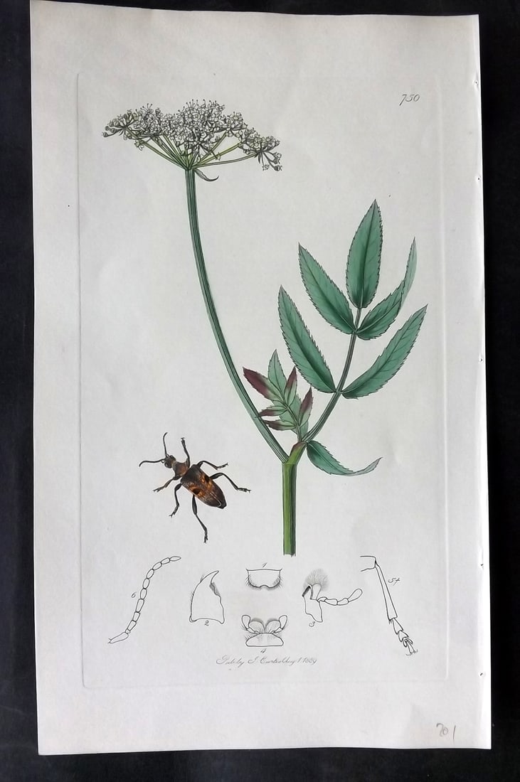 Curtis, John 1839 Hand Col Insect Botanical Print. Rhagium Inquisitor (1 of 1)