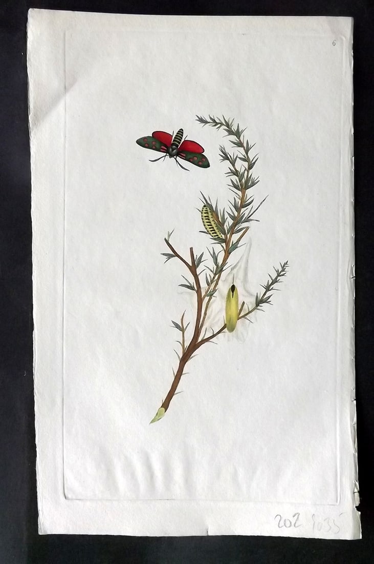 Donovan, Edward 1790's Hand Col Insect Print. Six Spot burnet Hawk Moth 06 (1 of 1)