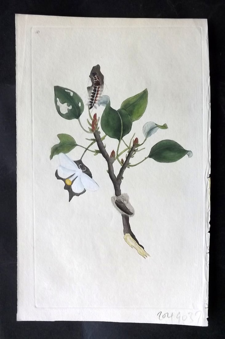 Donovan, Edward 1790's Hand Col Insect Print. Yellow Tail Moth 10: Hand Colored Etchings Published 1796-1813, London for "The Natural History of British Insects" by Edward Donovan. With accompanying descriptive text. Paper Size: 9.5 x 6 inch (24 x 15cm) Good Conditio