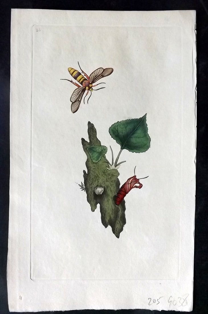 Donovan, Edward 1790's Hand Col Insect Print. Bee Hornet Sphinx 25: Hand Colored Etchings Published 1796-1813, London for "The Natural History of British Insects" by Edward Donovan. With accompanying descriptive text. Paper Size: 9.5 x 6 inch (24 x 15cm) Good Conditio