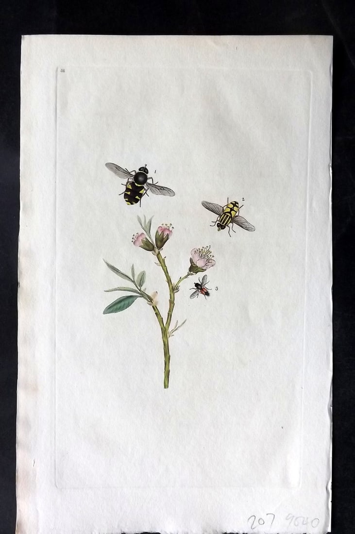 Donovan, Edward 1790's Hand Col Insect Print. Chamaeleon-Fly 31: Hand Colored Etchings Published 1796-1813, London for "The Natural History of British Insects" by Edward Donovan. With accompanying descriptive text. Paper Size: 9.5 x 6 inch (24 x 15cm) Good Conditio