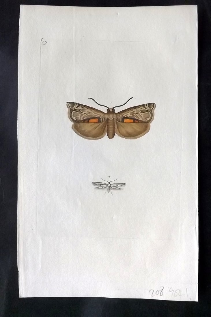Donovan, Edward 1790's Hand Col Insect Print. Phalaena Pavonana 59: Hand Colored Etchings Published 1796-1813, London for "The Natural History of British Insects" by Edward Donovan. With accompanying descriptive text. Paper Size: 9.5 x 6 inch (24 x 15cm) Good Conditio