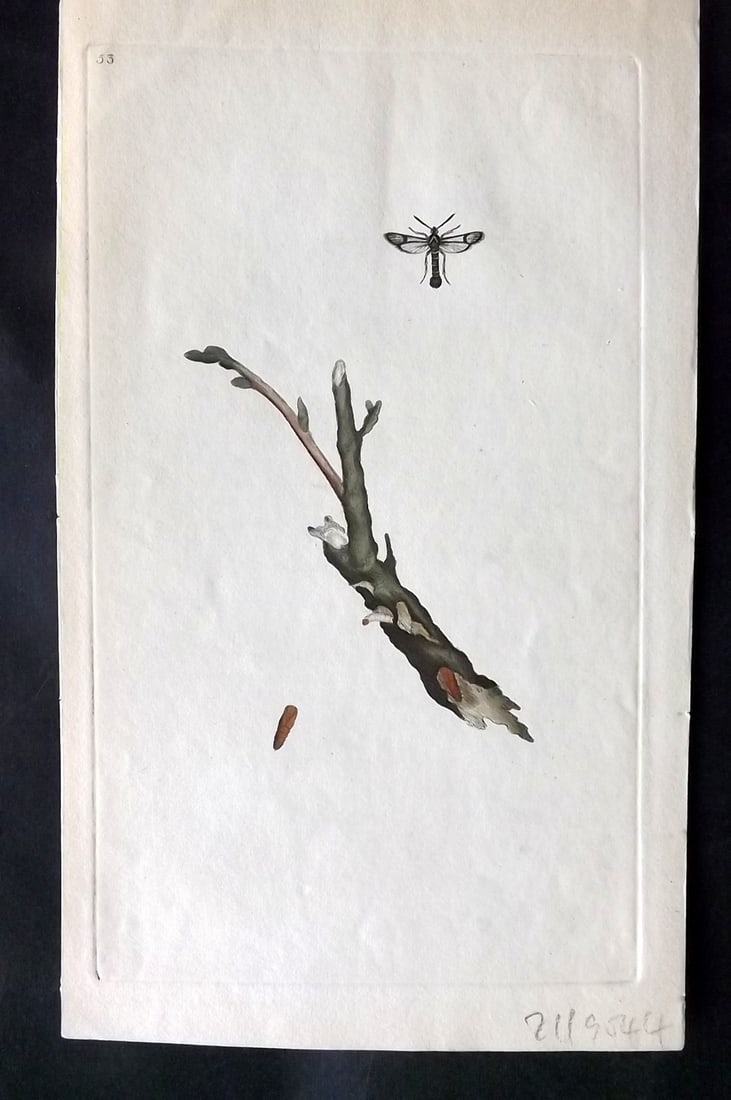 Donovan, Edward 1790's Hand Col Insect Print. Currant Sphinx 53: Hand Colored Etchings Published 1796-1813, London for "The Natural History of British Insects" by Edward Donovan. With accompanying descriptive text. Paper Size: 9.5 x 6 inch (24 x 15cm) Good Conditio