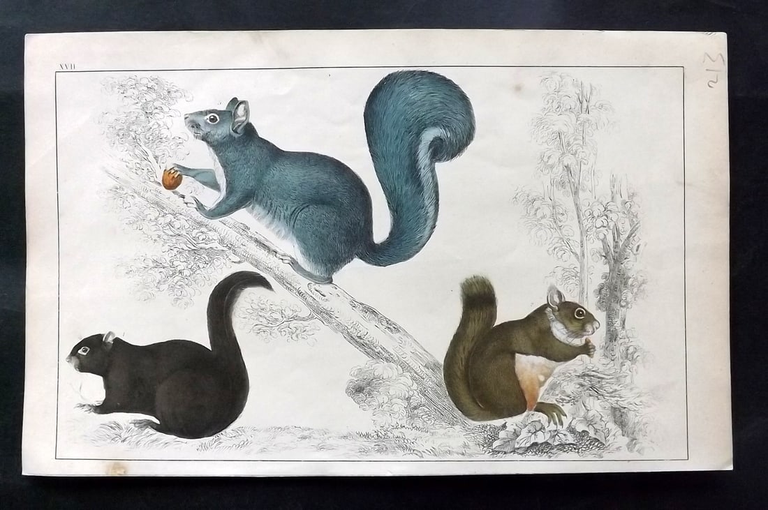 Goldsmith, Oliver C1850 Hand Col Print. Squirrels: Hand Colored Etching/Engraving Published C1850 by A. Fullarton & Co., London for "A History of the Earth and Animated Nature" by Oliver Goldsmith. Paper Size: 10 x 6 inch (25 x 16cm) Good Condition