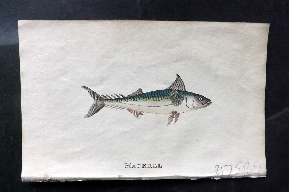 Holloway, William 1804 Hand Col Fish Print. Mackerel: Hand Colored Copper Plate Published 1803-04, London for "The British Museum; Or Elegant Repository of Natural History" by William Holloway and John Branch. Paper Size: 5 x 3.5 inch (13 x 9cm) Good Con