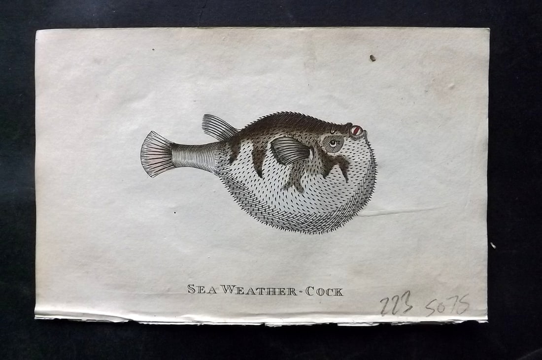 Holloway, William 1804 Hand Col Fish Print. Sea-Weather Cock: Hand Colored Copper Plate Published 1803-04, London for "The British Museum; Or Elegant Repository of Natural History" by William Holloway and John Branch. Paper Size: 5 x 3.5 inch (13 x 9cm) Very min