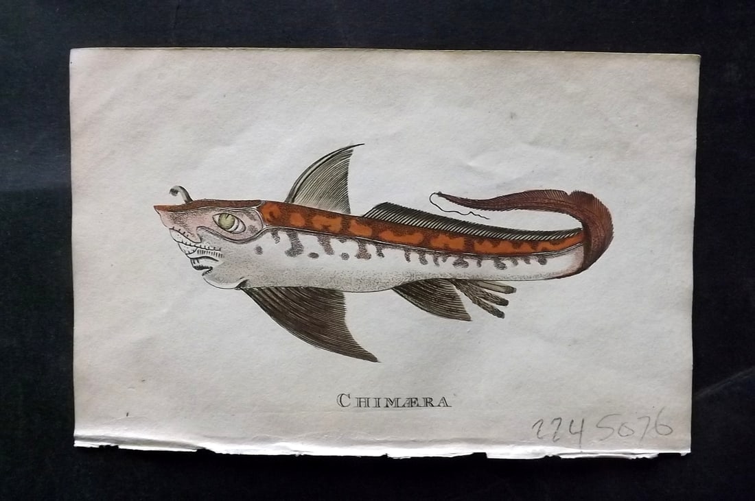 Holloway, William 1804 Hand Col Fish Print. Chimaera: Hand Colored Copper Plate Published 1803-04, London for "The British Museum; Or Elegant Repository of Natural History" by William Holloway and John Branch. Paper Size: 5 x 3.5 inch (13 x 9cm) Good Con