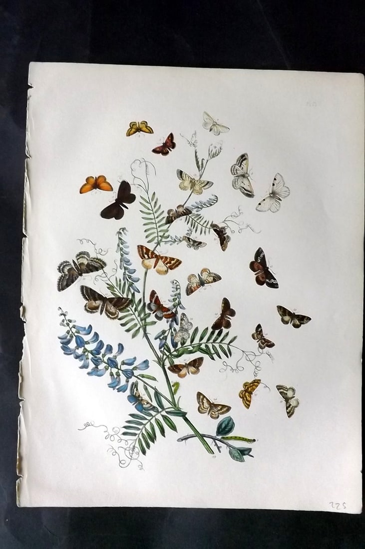 Humphreys & Westwood 1857 Hand Col Moth Print 71 (1 of 1)