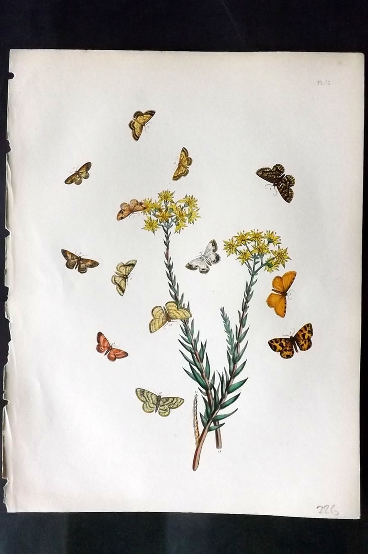 Humphreys & Westwood 1857 Hand Col Moth Print 72: Hand Colored Lithographs Published 1849, London for "British Moths and Their Transformations" by Henry Noel Humphreys & John Obadiah Westwood. Paper Size: 11 x 8.5 inch (28 x 22cm) Good Condition
