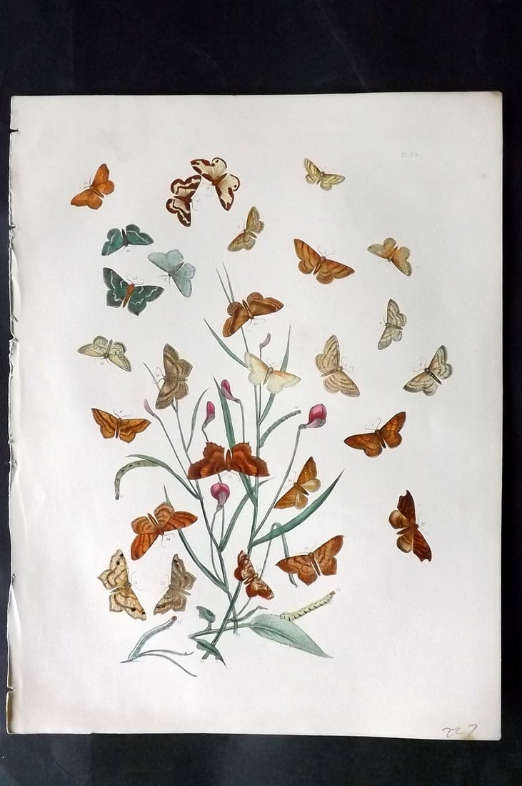 Humphreys & Westwood 1857 Hand Col Moth Print 73: Hand Colored Lithographs Published 1849, London for "British Moths and Their Transformations" by Henry Noel Humphreys & John Obadiah Westwood. Paper Size: 11 x 8.5 inch (28 x 22cm) Good Condition