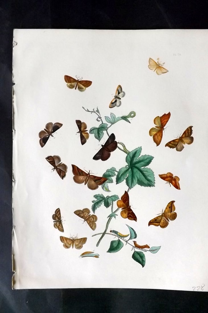 Humphreys & Westwood 1857 Hand Col Moth Print 74: Hand Colored Lithographs Published 1849, London for "British Moths and Their Transformations" by Henry Noel Humphreys & John Obadiah Westwood. Paper Size: 11 x 8.5 inch (28 x 22cm) Good Condition
