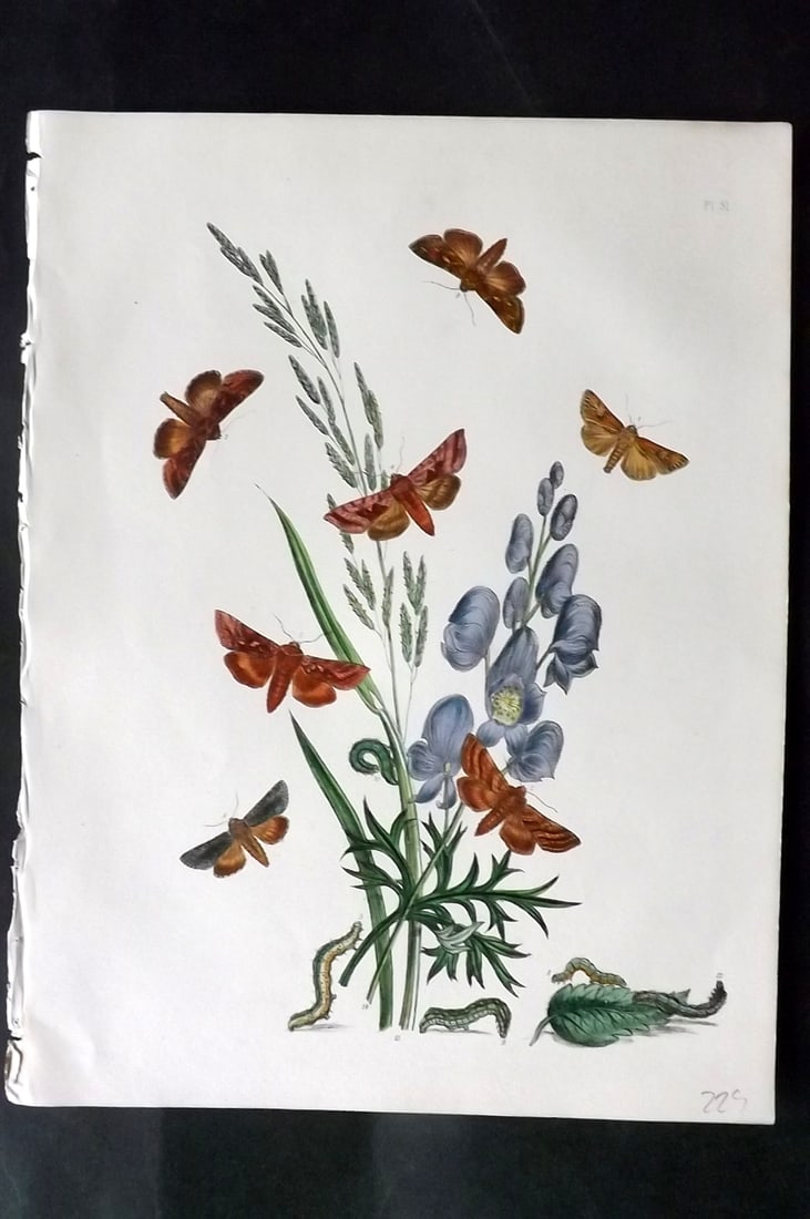 Humphreys & Westwood 1857 Hand Col Moth Print 51: Hand Colored Lithographs Published 1849, London for "British Moths and Their Transformations" by Henry Noel Humphreys & John Obadiah Westwood. Paper Size: 11 x 8.5 inch (28 x 22cm) Good Condition
