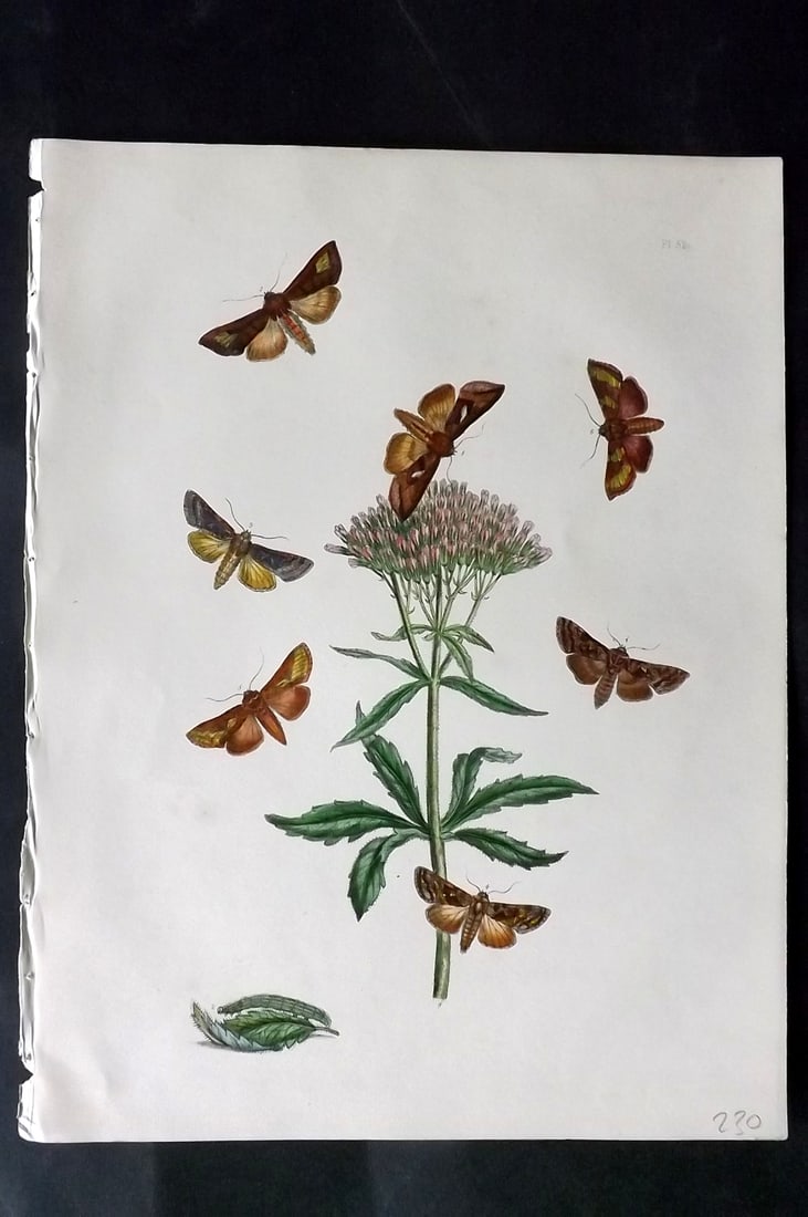 Humphreys & Westwood 1857 Hand Col Moth Print 52: Hand Colored Lithographs Published 1849, London for "British Moths and Their Transformations" by Henry Noel Humphreys & John Obadiah Westwood. Paper Size: 11 x 8.5 inch (28 x 22cm) Good Condition