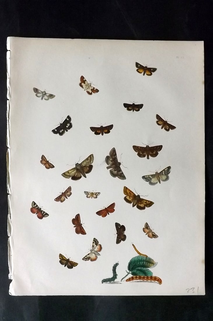Humphreys & Westwood 1857 Hand Col Moth Print 53: Hand Colored Lithographs Published 1849, London for "British Moths and Their Transformations" by Henry Noel Humphreys & John Obadiah Westwood. Paper Size: 11 x 8.5 inch (28 x 22cm) Good Condition