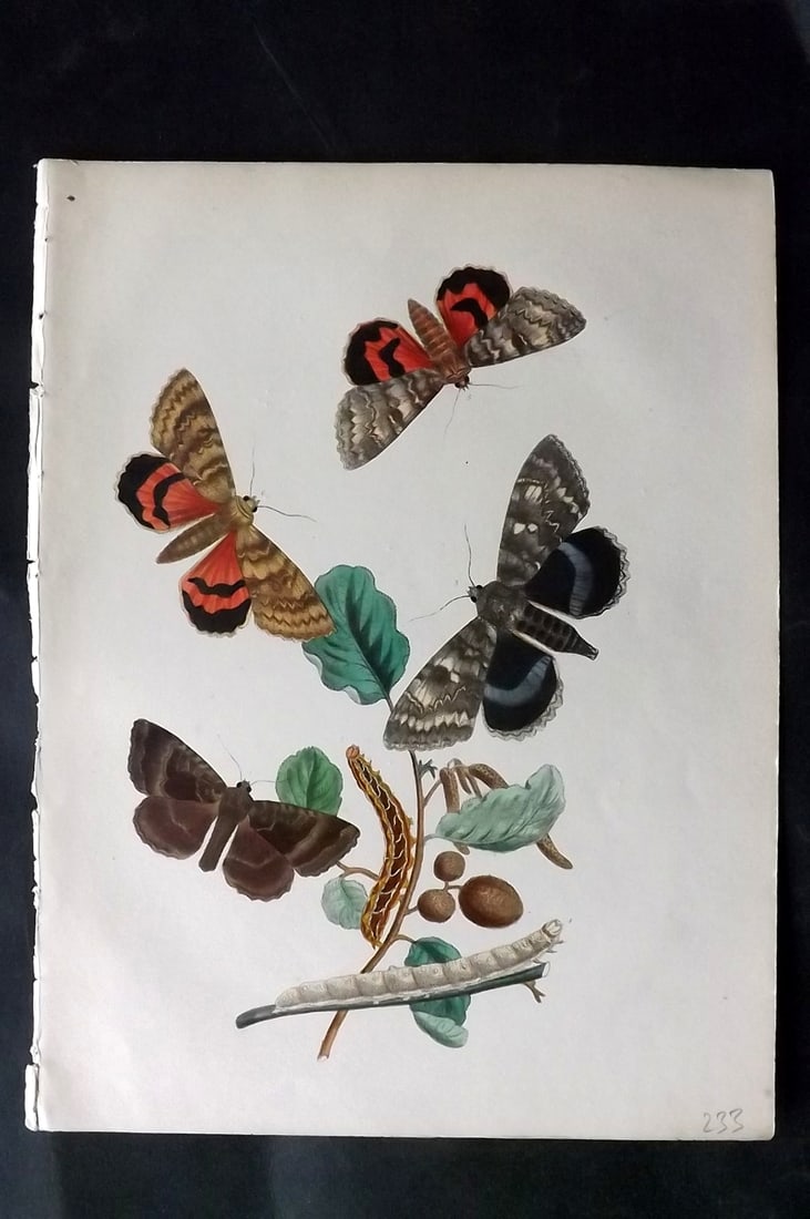 Humphreys & Westwood 1857 Hand Col Moth Print 55: Hand Colored Lithographs Published 1849, London for "British Moths and Their Transformations" by Henry Noel Humphreys & John Obadiah Westwood. Paper Size: 11 x 8.5 inch (28 x 22cm) Good Condition