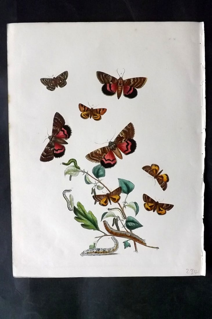 Humphreys & Westwood 1857 Hand Col Moth Print 56: Hand Colored Lithographs Published 1849, London for "British Moths and Their Transformations" by Henry Noel Humphreys & John Obadiah Westwood. Paper Size: 11 x 8.5 inch (28 x 22cm) Good Condition