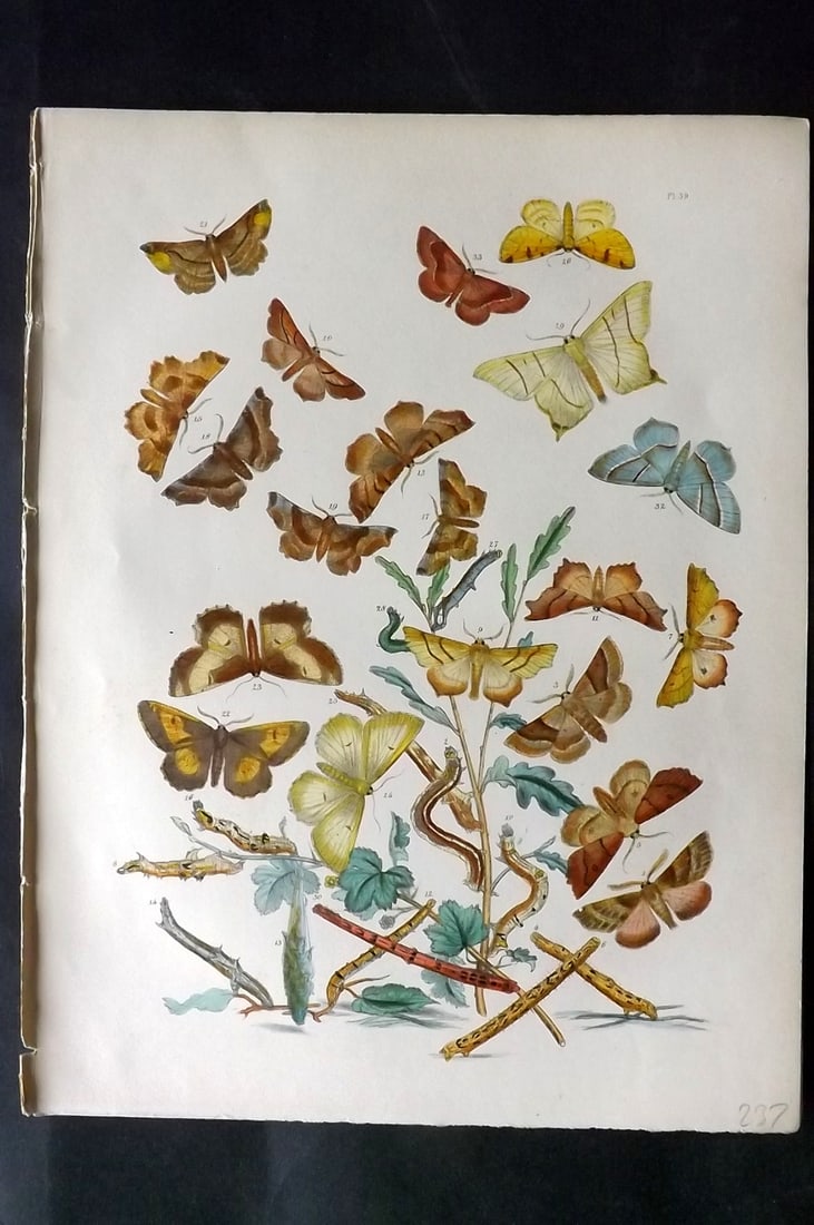Humphreys & Westwood 1857 Hand Col Moth Print 59: Hand Colored Lithographs Published 1849, London for "British Moths and Their Transformations" by Henry Noel Humphreys & John Obadiah Westwood. Paper Size: 11 x 8.5 inch (28 x 22cm) Good Condition