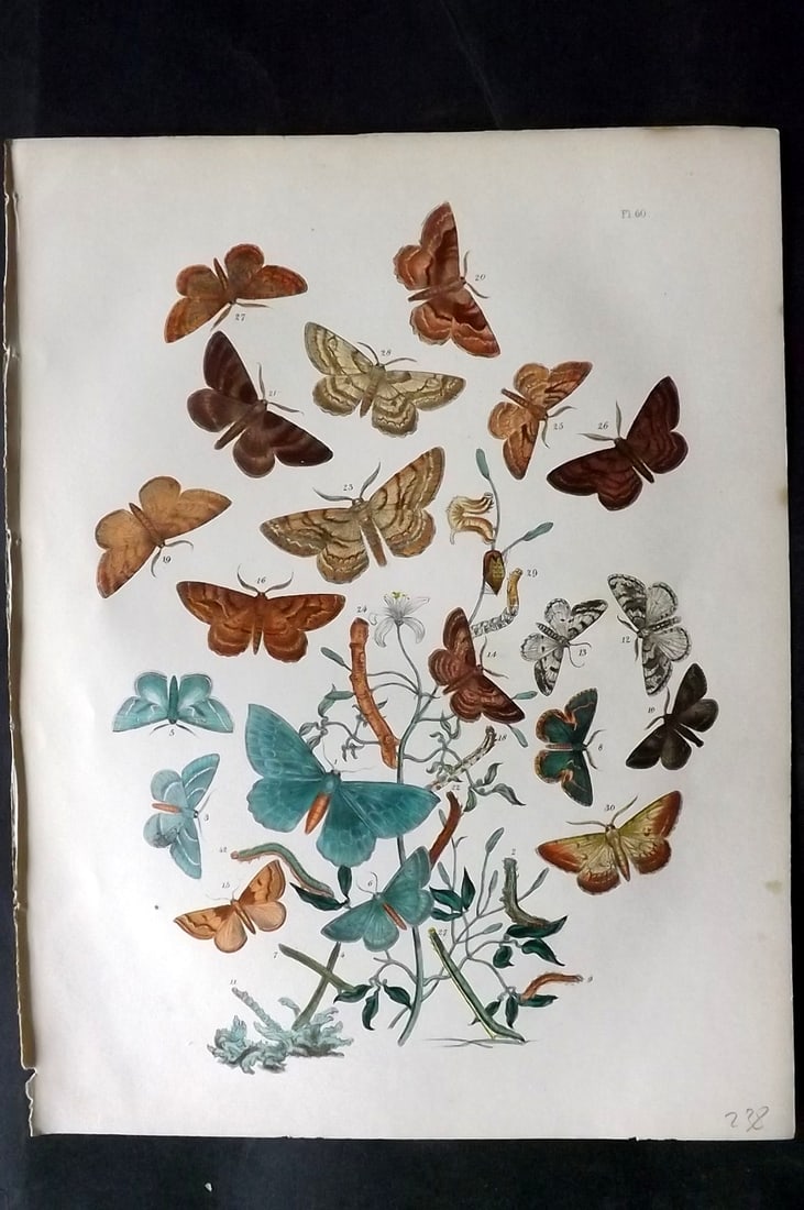 Humphreys & Westwood 1857 Hand Col Moth Print 60: Hand Colored Lithographs Published 1849, London for "British Moths and Their Transformations" by Henry Noel Humphreys & John Obadiah Westwood. Paper Size: 11 x 8.5 inch (28 x 22cm) Good Condition