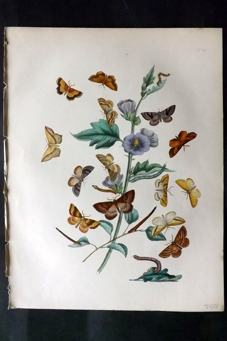 Humphreys & Westwood 1857 Hand Col Moth Print 62 (1 of 1)