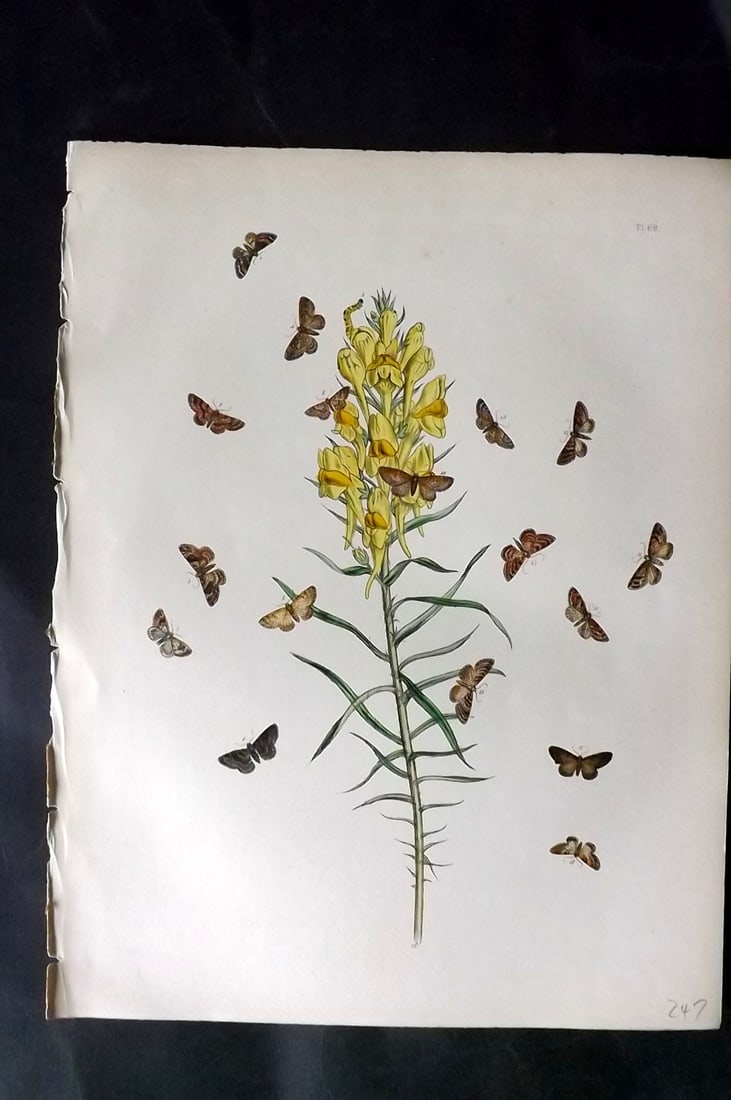 Humphreys & Westwood 1857 Hand Col Moth Print 69: Hand Colored Lithographs Published 1849, London for "British Moths and Their Transformations" by Henry Noel Humphreys & John Obadiah Westwood. Paper Size: 11 x 8.5 inch (28 x 22cm) Good Condition