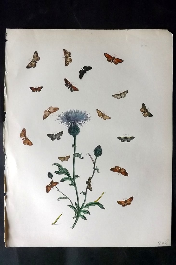 Humphreys & Westwood 1857 Hand Col Moth Print 70: Hand Colored Lithographs Published 1849, London for "British Moths and Their Transformations" by Henry Noel Humphreys & John Obadiah Westwood. Paper Size: 11 x 8.5 inch (28 x 22cm) Good Condition