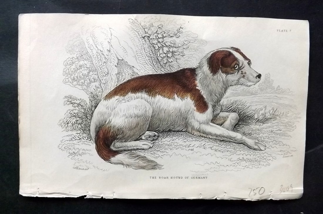 Jardine, William C1840 Hand Col Dog Print. Boar Hound of Germany (1 of 1)