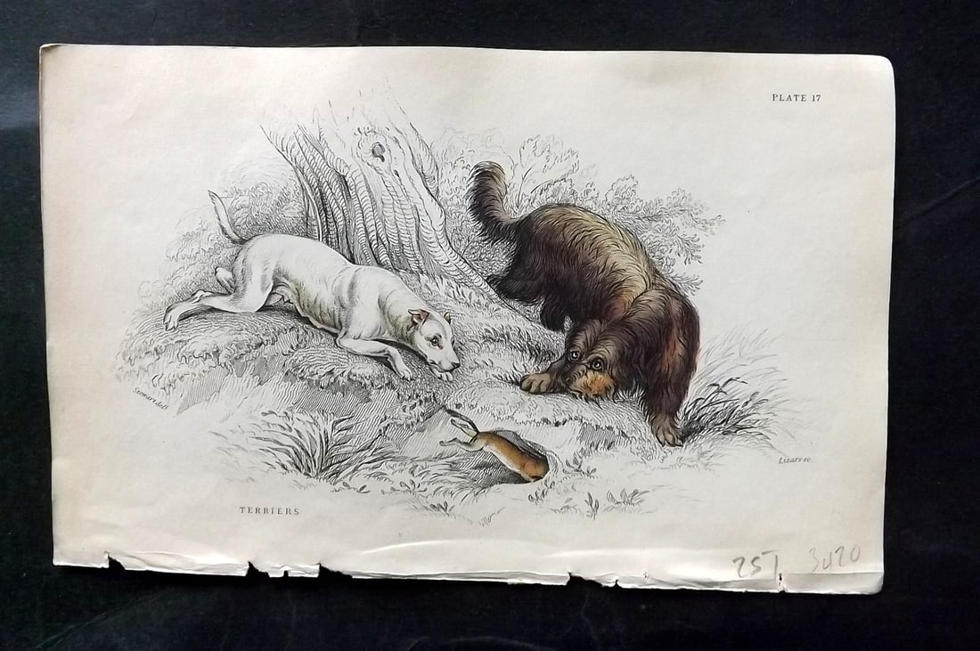 Jardine, William C1840 Hand Col Dog Print. Terriers (1 of 1)