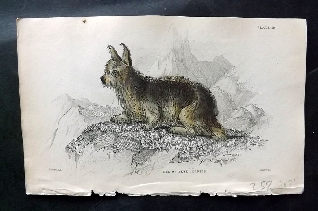 Jardine, William C1840 Hand Col Dog Print. Isle of Skye Terrier (1 of 1)
