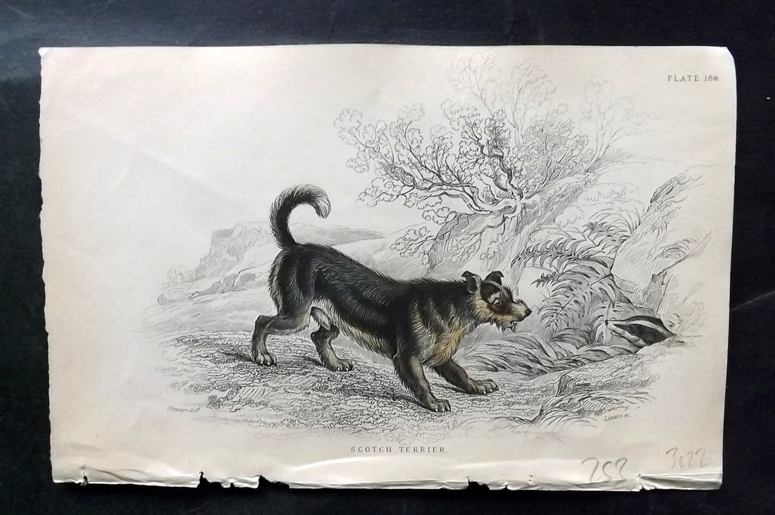 Jardine, William C1840 Hand Col Dog Print. Scotch Terrier (1 of 1)
