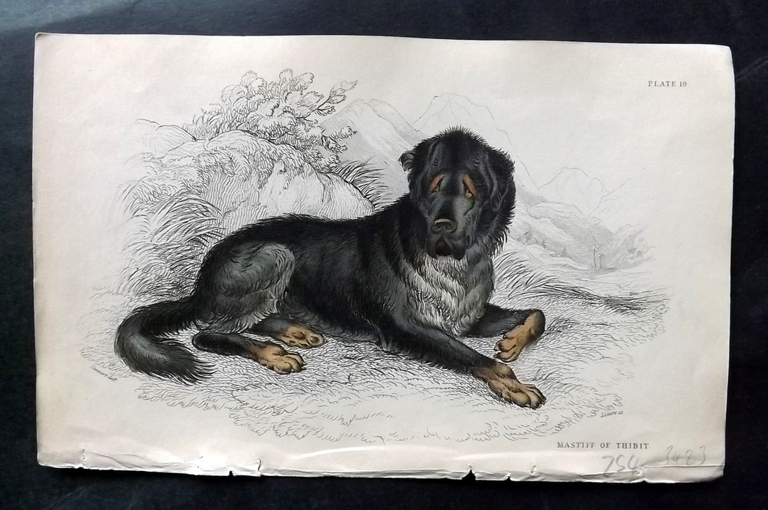 Jardine, William C1840 Hand Col Dog Print. Mastiff of Thibet (1 of 1)