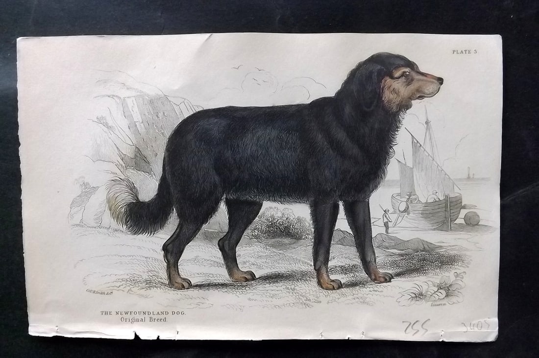 Jardine, William C1840 Hand Col Dog Print. Newfoundland Dog (1 of 1)