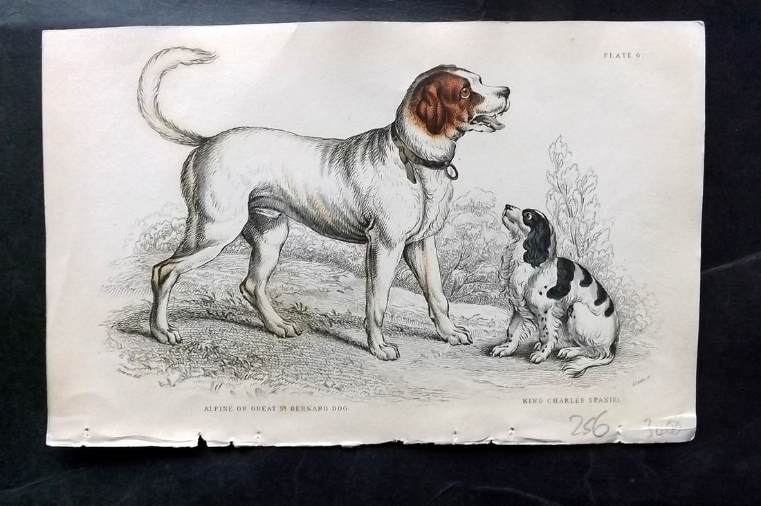 Jardine, William C1840 Hand Col Dog Print. St. Bernard Dog (1 of 1)